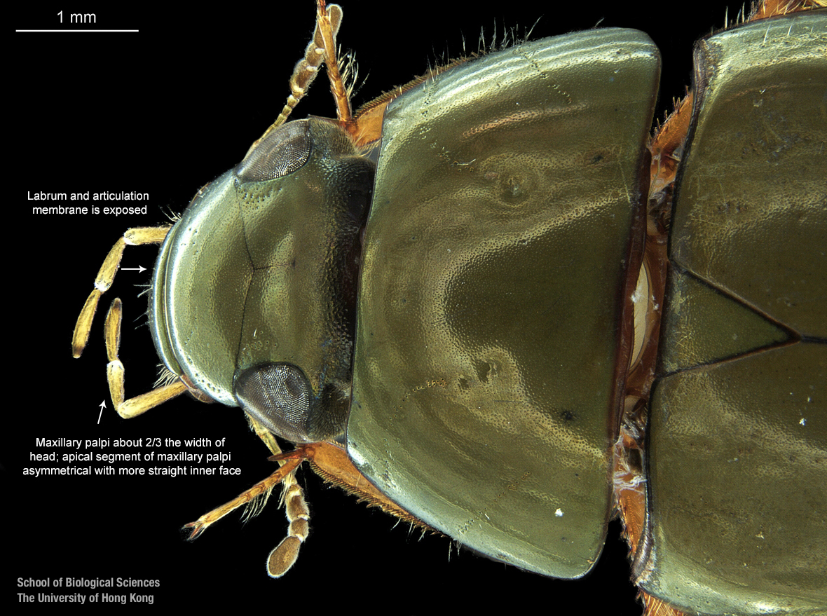 Cranium and pronotum (dorsal view)